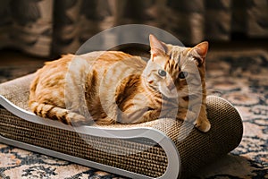Orange tabby cat lounging on scratcher, cozy atmosphere with patterned rug and draped curtain