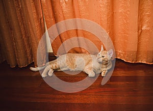 Orange tabby cat lying