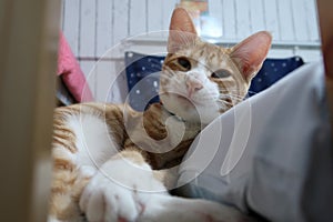 Orange tabby cat lying down on bed , looking at camera and smile