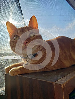 An orange tabby cat lying down on a wood bookcase.