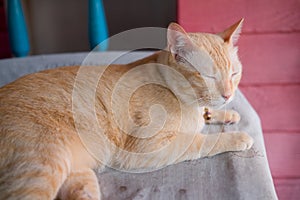 Orange tabby cat lying on floor