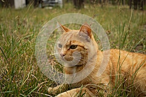 Orange Tabby Cat Lying on the Ground in Comfort