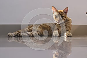 Orange tabby cat lying on shiny porcelain tiled floor