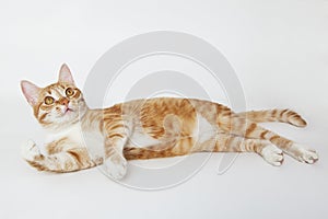 Orange tabby cat lying on the white
