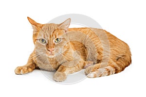Orange Tabby Cat Lying on White Looking Forward