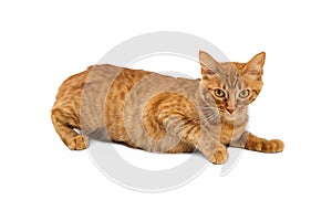 Orange Tabby Cat Lying on White