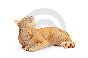 Orange Tabby Cat Lying on White Up