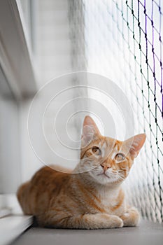 Orange tabby cat lying on a window looking by metal grid fence, vertical shot