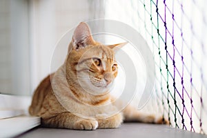 Orange tabby cat lying on a window by metal fence