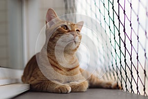 Orange tabby cat lying on a window by metal grid fence