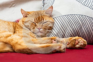 Orange tabby cat napping on soft pillows