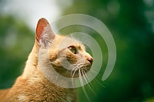 Orange tabby cat outside in the grass and staring off the side