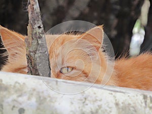 Orange tabby cat peeking behind tree