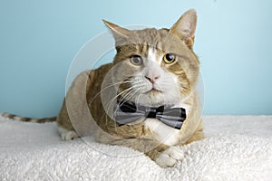 Orange Tabby Cat Portrait in Studio and Wearing a Bow Tie