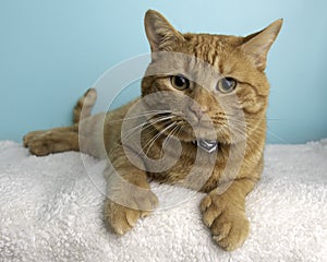 Orange Tabby Cat Portrait in Studio and Wearing a Bow Tie