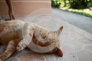 An orange tabby cat is relaxing