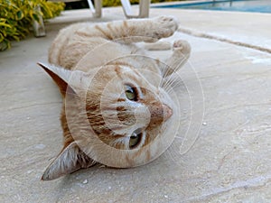 Orange Tabby Cat resting on the ground and posing to the camera