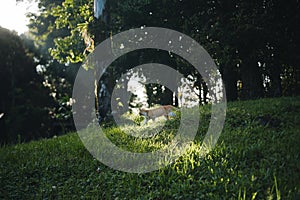 Orange Tabby Cat Resting Outdoors