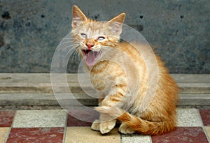 Oranžový mourek mačka jačiace 