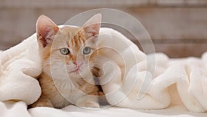 Orange tabby cat sitting under white blanket