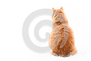 Orange tabby cat sitting on white background