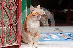 Orange tabby cat sitting and yawning