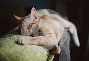 Orange tabby cat sleeping on a couch at home