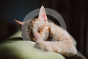 Orange tabby cat sleeping on a couch at home