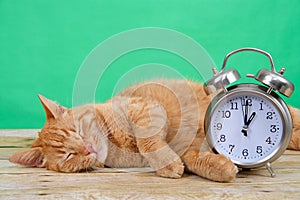 Orange Tabby cat sleeping next to alarm clock daylight savings