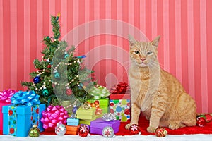 Orange tabby cat by small christmas tree