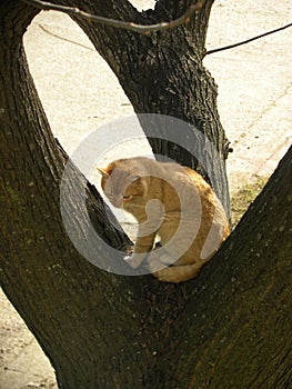 An orange cat on a tree