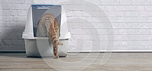 Orange tabby cat step inside a litter box.