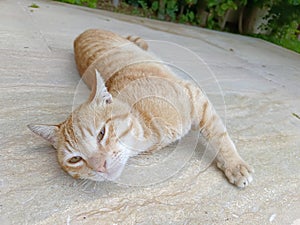 Orange Tabby Cat stretching on the ground and posing to the camera
