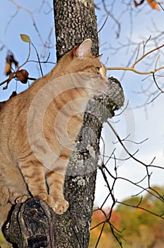 Orange Tabby Cat in Tree