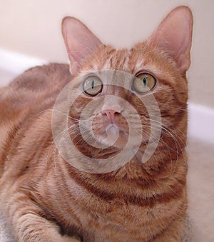 Orange Tabby Cat with a unique face, large eyes, a pink nose, and prominent whiskers