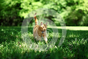 Orange tabby cat walking through grass outside