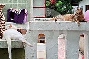Orange tabby cat and white cat are lying down and looking