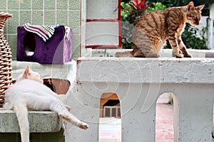 Orange tabby cat and white cat are lying down and looking. Two stray cat are sleeping.