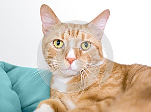 An orange tabby domestic shorthair cat