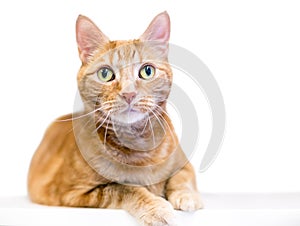 An orange tabby domestic shorthair cat with green eyes