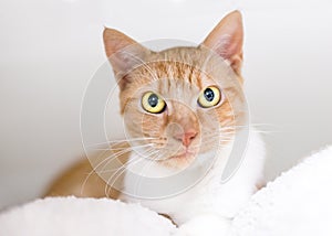 An orange tabby domestic shorthair cat relaxing