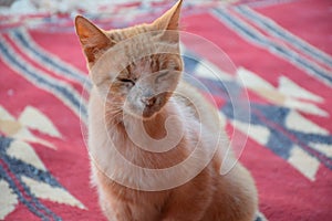 Orange Tabby with Eyes Closed on Berber Rug