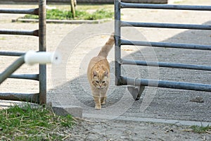 Orange tabby farm cat walking through horse grate