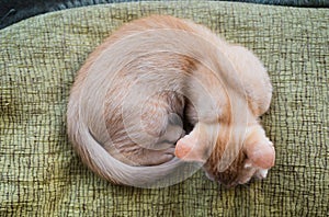 Orange tabby kitten from above