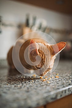 Orange tabby kitten eating