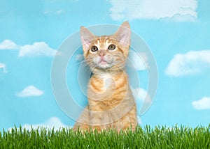 Orange tabby kitten in grass, sky background