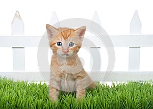 Orange tabby kitten in green grass in front of white picket fence looking at viewer