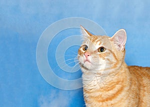 Orange tabby kitten looking up to viewers left