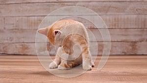 Orange tabby kitten sitting and cleaning her fur