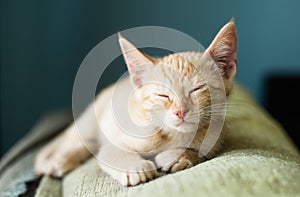 Orange tabby kitten sleeping